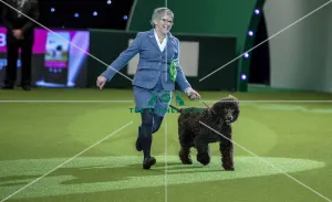 Gundog Group - winner