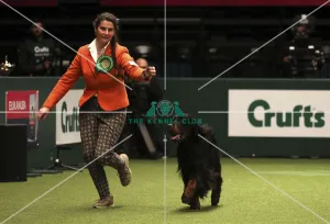 Crufts 2019 - Best of Breed