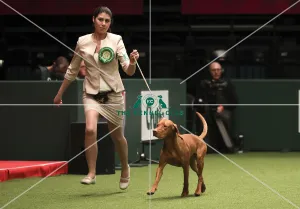 Crufts 2019 - Best of Breed Crufts 2019 - Best of Breed