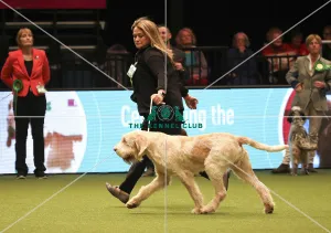 Crufts 2019 - Best of Breed
