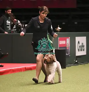Crufts 2019 - Best of Breed
