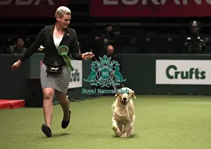 Crufts 2019 - Best of Breed