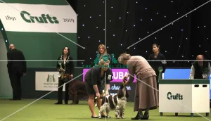 Spaniel (English Springer)