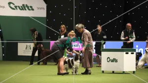 Crufts 2019 - Best of Breed