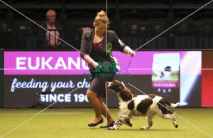 Crufts 2019 - Best of Breed