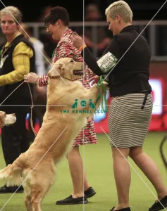 Crufts 2019 - Best of Breed