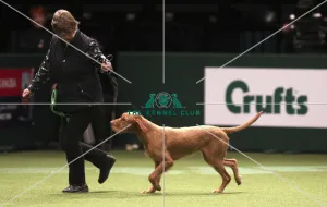 Hungarian Wirehaired Vizsla