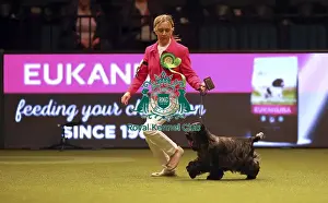 Crufts 2019 - Best of Breed