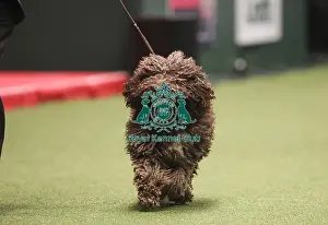 Crufts 2019 - Best of Breed