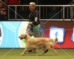 Gundog Group winner