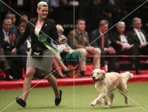 Crufts 2019 - Best of Breed