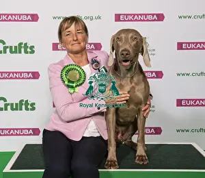 Crufts 2019 - Best of Breed / Gundog