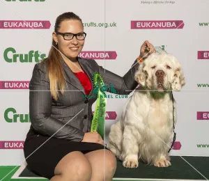 Crufts 2019 - Best of Breed / Gundog