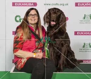 Crufts 2019 - Best of Breed / Gundog
