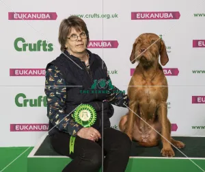 Hungarian Wirehaired Vizsla