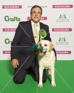 labrador