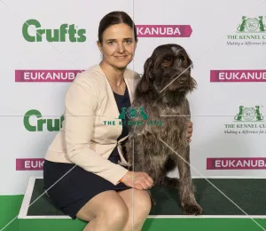 Crufts 2019 - Best of Breed / Gundog
