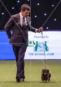 Crufts 2019 - Best of Breed / Hound Crufts 2019 - Best of Breed / Hound