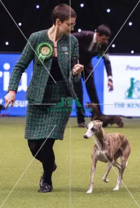 Crufts 2019 - Best of Breed / Hound