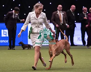 Crufts 2019 - Best of Breed / Hound