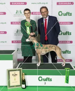 Crufts 2019 - Best of Breed / Hound