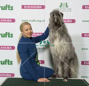 Crufts 2019 - Best of Breed / Hound