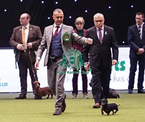 Crufts 2019 - Best of Breed / Hound