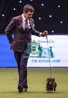 Crufts 2019 - Best of Breed / Hound