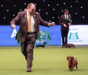 Crufts 2019 - Best of Breed / Hound