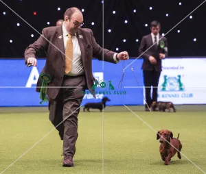 Crufts 2019 - Best of Breed / Hound Crufts 2019 - Best of Breed / Hound