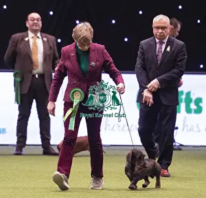 Crufts 2019 - Best of Breed / Hound