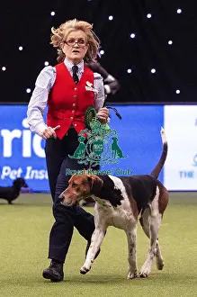 Crufts 2019 - Best of Breed / Hound