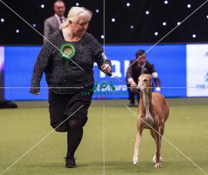 Crufts 2019 - Best of Breed / Hound