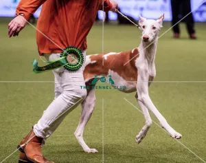 Crufts 2019 - Best of Breed / Hound