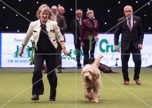 Otterhound