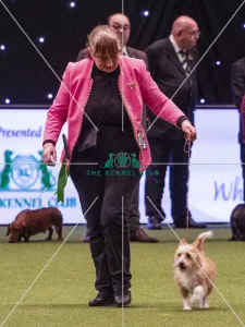Crufts 2019 - Best of Breed / Hound