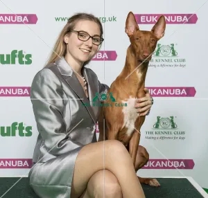 Crufts 2019 - Best of Breed / Hound