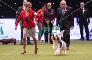 Crufts 2019 - Best of Breed / Hound