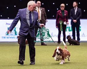 Crufts 2019 - Best of Breed / Hound