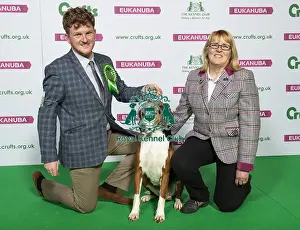 Crufts 2019 - Best of Breed / Hound
