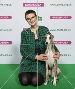 Crufts 2019 - Best of Breed / Hound