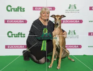 Crufts 2019 - Best of Breed / Hound