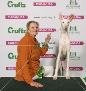 Crufts 2019 - Best of Breed / Hound