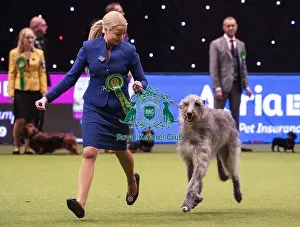 Crufts 2019 - Best of Breed / Hound