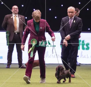 Crufts 2019 - Best of Breed / Hound