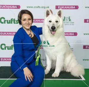 Crufts 2019 - Best of Breed / Pastoral