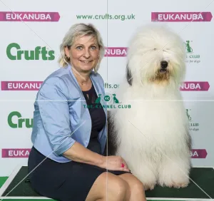 Old English Sheepdog