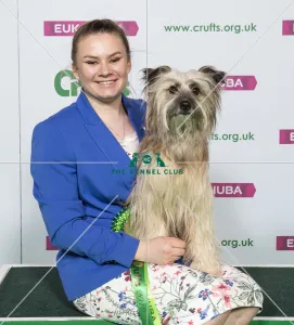 Pyrenean Sheepdog