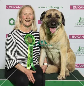 Crufts 2019 - Best of Breed / Pastoral