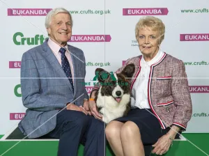 Crufts 2019 - Best of Breed / Pastoral
